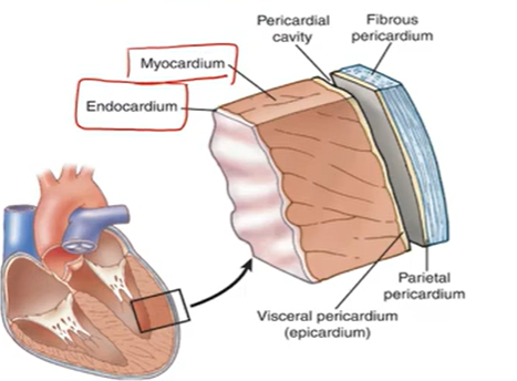 <p>Pericardium: fibrous covering around heart; physical infection protection</p><p>Myocardium: Muscle; A &amp; V</p><p>Endocardium: lines heart &amp; valves</p>