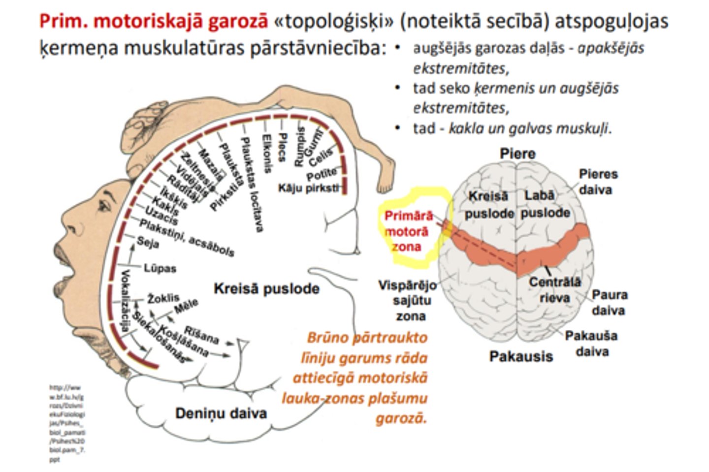 <p>• augšējās garozas daļās - apakšējās ekstremitātes,</p><p>• tad seko ķermenis un augšējās ekstremitātes,</p><p>• tad - kakla un galvas muskuļi</p>