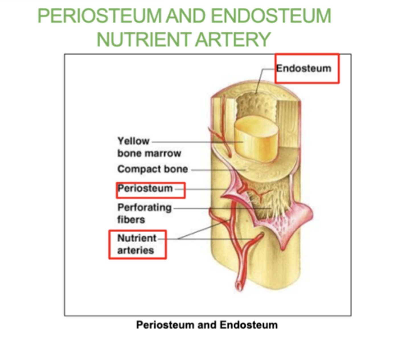 <p>The blood vessel that supplies nutrients to the bone.</p>