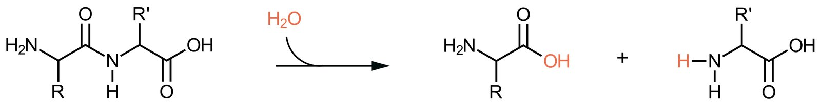 <p>A. Amide bond</p>