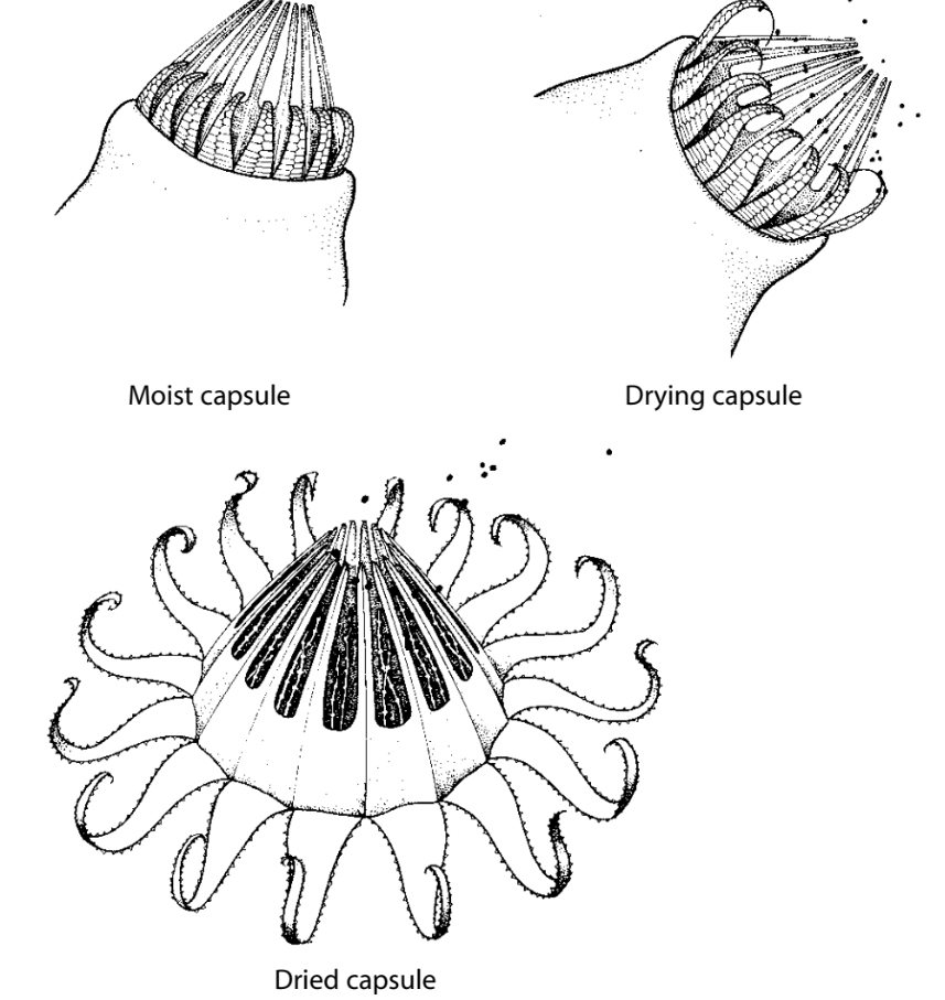 <p>When the protective calyptra falls off and the capsule bursts off, reveals a ring of teeth that surround the opening. </p><ol><li><p>Movements of the teeth expose the spores which are gradually released. (Haploid)</p></li></ol><p></p>