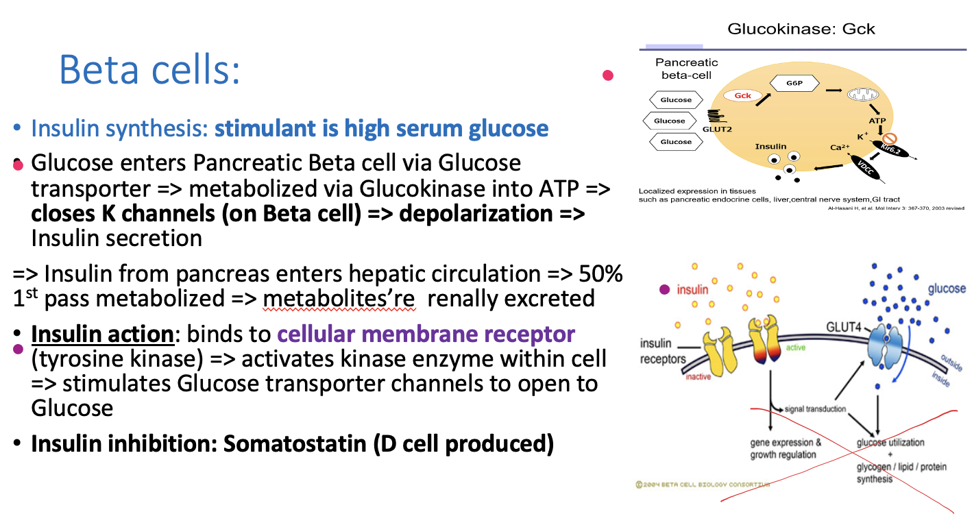 <p><strong>Step 1: </strong>Glucose (substance) enters beta cells via. glucose transporter</p><p><strong>Step 2: </strong>Glucose is metabolized via. <span style="color: green;"><strong>Glucokinase (enzyme) into G6P </strong></span></p><ul><li><p><span style="color: green;"><strong>G6P produces ATP</strong></span></p></li></ul><p><strong>Step 3: ATP closes K⁺ channels</strong>, potassium cannot leave cell</p><p>Step 4: <strong>Cell depolarizes because cell is positive due to K+</strong></p><p>Step 5: insulin is secreted</p><p></p><p></p>