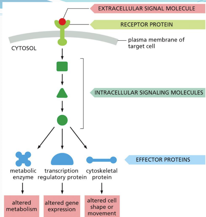<p><span>Reception of signal depends on receptor proteins on cell surface or within cell or on cell nuclear membrane&nbsp;&nbsp;</span></p><ul><li><p class="Paragraph SCXW155766243 BCX0" style="text-align: left"><span>Binding of signal activates receptor, then signal pathway is activated&nbsp;</span></p></li></ul><ul><li><p class="Paragraph SCXW155766243 BCX0" style="text-align: left"><span>Intracellular signaling proteins process signals, then effector proteins target changes in cell behavior&nbsp;</span></p><ul><li><p class="Paragraph SCXW155766243 BCX0" style="text-align: left"><span>Effector proteins</span></p></li></ul></li></ul><p></p>