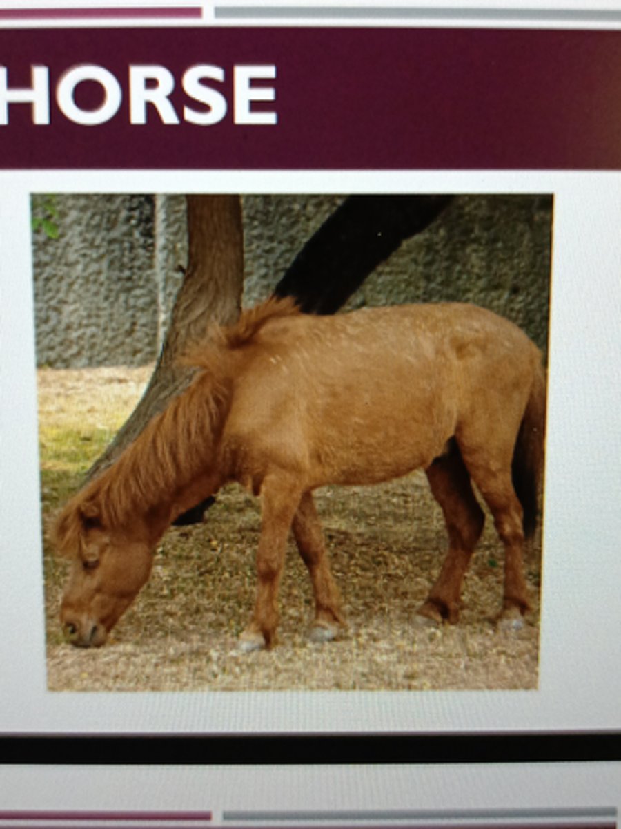<p>-Japanese breed</p><p>-Critically endangered</p><p>-Use in farming (pack animals)</p><p>-Small, compact &amp; sturdy horse</p><p>-Agile on difficult mountain terrain</p><p>​</p>