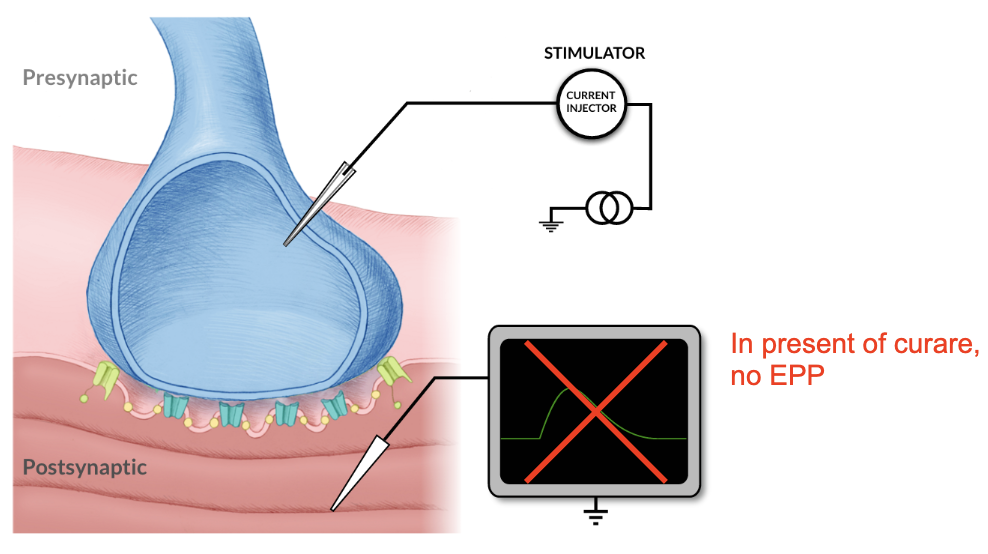 <ol><li><p>Nerve impulse triggers ACh release</p></li><li><p>ACh binds to ionotrophic receptors on end-plate membrane</p></li><li><p>Sodium channels open → Na+ enter muscle fiber</p></li><li><p>Muscle membrane depolarizes → EEP </p></li><li><p>If strong enough to reach threshold → AP → muscle contraction</p></li></ol><p></p>