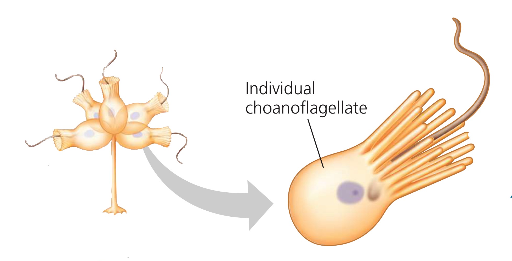 <p>Choanoflagellates, which were organisms that had a flagellum sticking through the collar-like structure composed of microvilli. They’re diff. from animals in a sense that they only had one cell, while animals had multiple cells.</p>