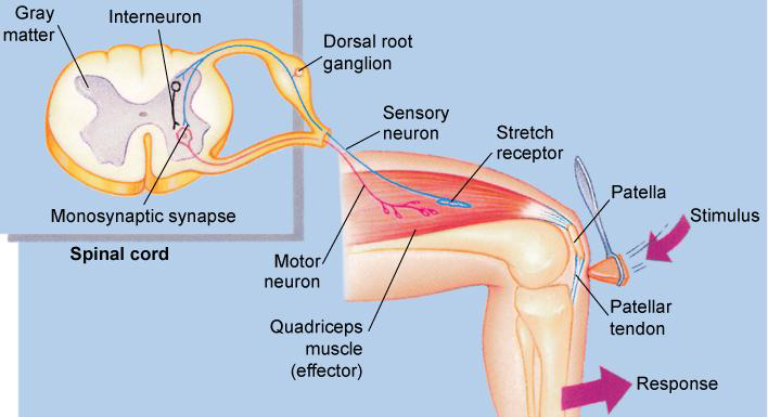 <p>In a three-neuron arc, what is the role of the interneurons?</p>
