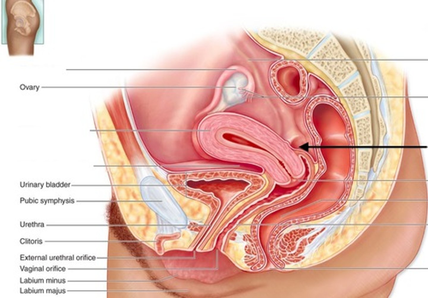 <p>pouch between rectum and uterus</p>