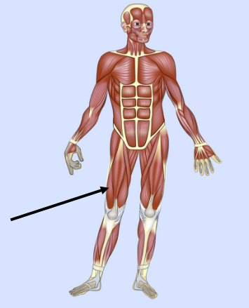 <p>What major muscle is this?</p>