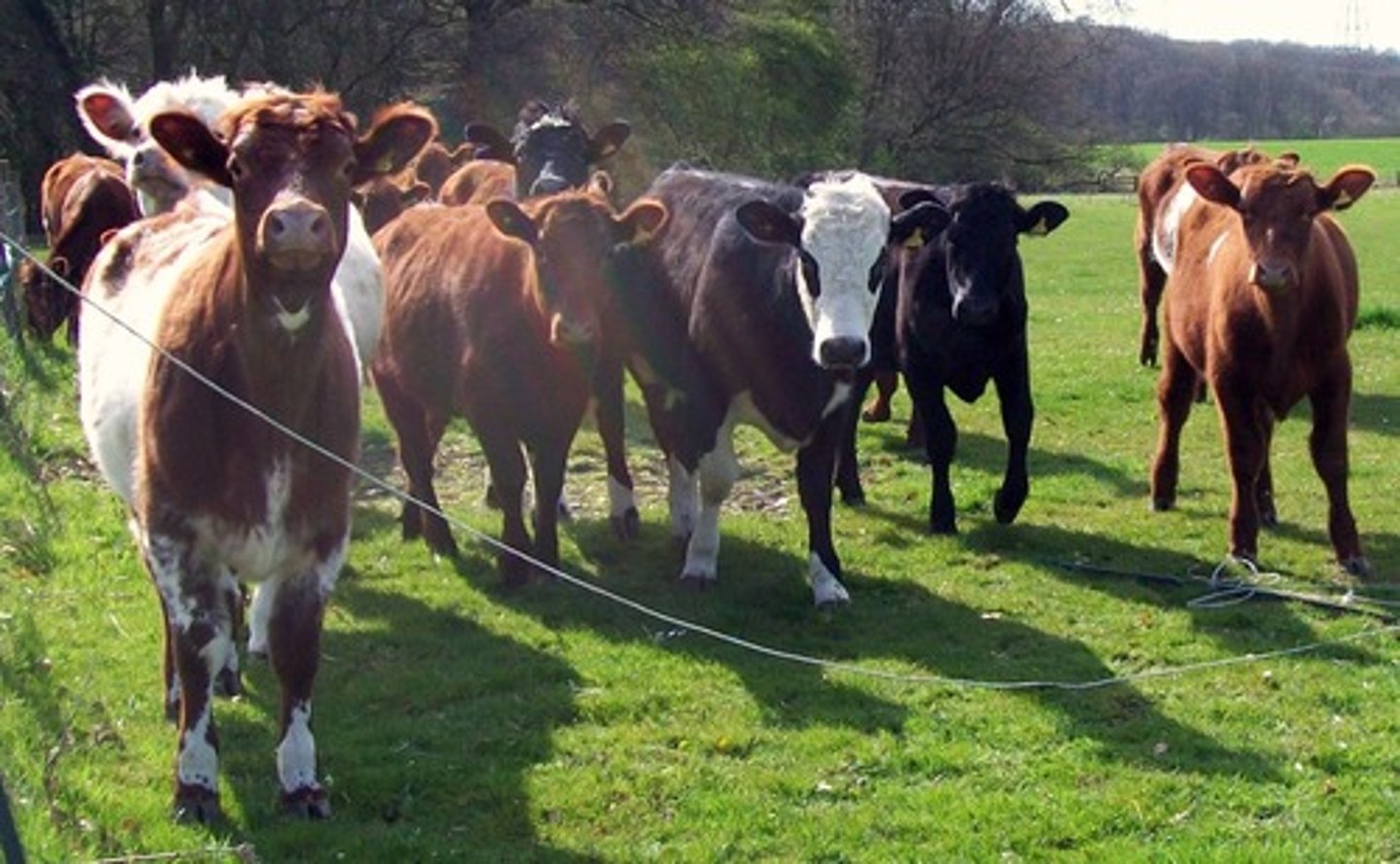 <p>Long day length increase milk production</p>