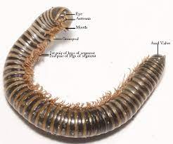 <p>name phylum, sub phylum, and class </p>