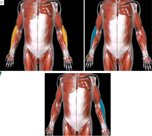<p><strong>Function: FLEX FOREARM AT ELBOW </strong></p><ul><li><p><strong>LATERAL and below the BICEP BRACHII </strong></p></li><li><p><strong>In the ANTEBRACHIAL area </strong></p></li></ul><p></p>