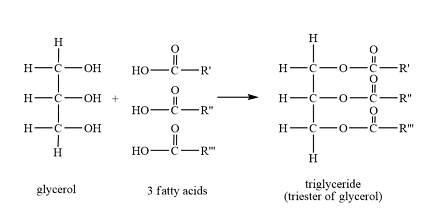 <p>What is an ester linkage?</p>