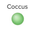 <p>cocci</p>