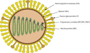 <p>type of ssRNA noneveloped viron </p><p>apart of family Orthomyxovirus </p><p>consists of 8 RNA sequeuces that will coe apart and resemble, generating a DIFFERENT virus </p><p>develops slowly (incubation period of 2-4 weeks) </p><p>significant problem anywhere that grows atlatnic salmon </p><p>gross signs: </p><p>systematic virus, hemoragging on skin, anemia, pale gills, enlarged liver and spleen, hemorages in visceral fat </p>