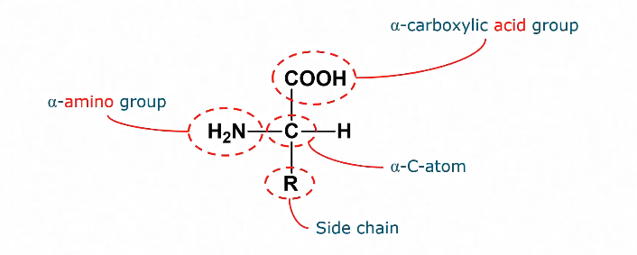 <ul><li><p>Contains an amino group&nbsp;</p></li><li><p>And a carboxylic acid group</p></li><li><p>Contain a different side chain</p></li></ul><p></p>