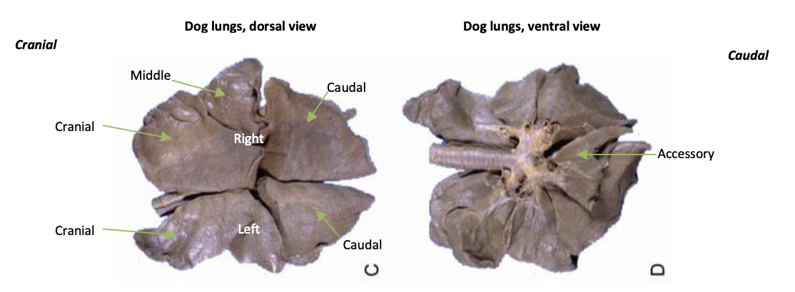 <p>cranial and caudal</p>