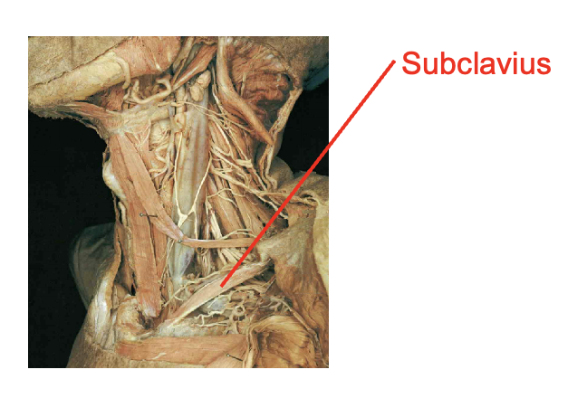 <ul><li><p>subclavius</p></li></ul><p></p><p>Origin</p><ul><li><p>costal cartilage of rib 1</p></li></ul><p>insertion</p><ul><li><p>inferior border of calvicle</p></li></ul><p></p>
