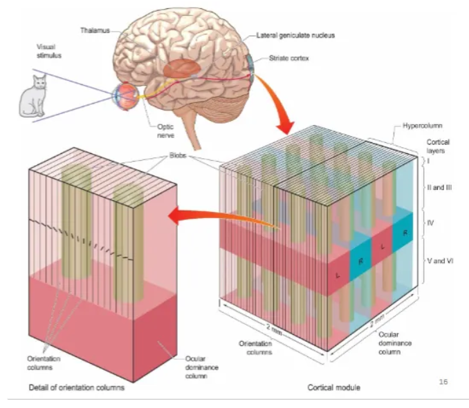 <p>A fundamental organizational unit, roughly 1x1 mm, that processes visual information for a specific point in space by containing a complete set of orientation columns (for all line angles) and ocular dominance columns (for input from both eyes). </p><p>Think of it as a miniature, functional module that captures all the basic features (orientation, eye preference) needed to analyze a small patch of the visual world. </p>