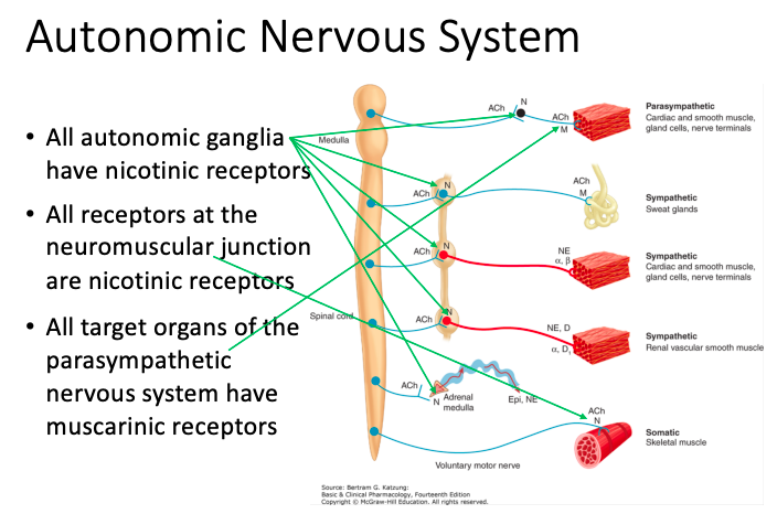 <p><span><strong>[Nicotinic or Muscarinic]</strong></span> acetylcholine receptors</p><ul><li><p>Cardiac and smooth muscle</p></li><li><p>Gland cells</p></li><li><p>Nerve terminals</p></li><li><p>Sweat glands&nbsp;</p></li></ul><p></p>
