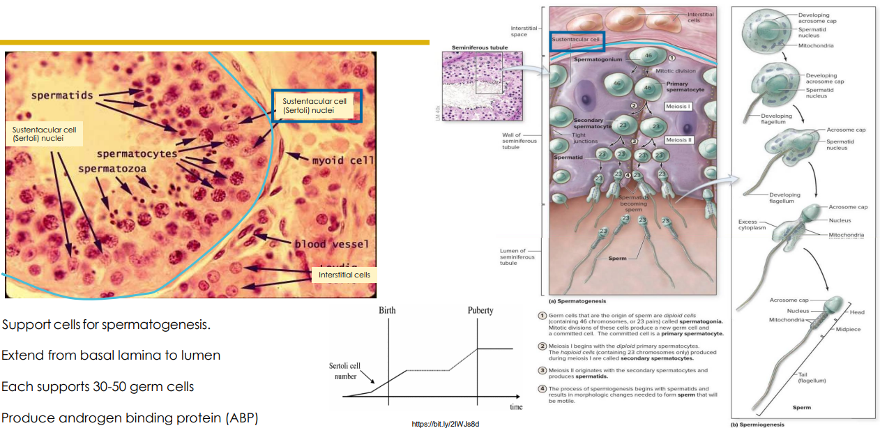<p>Sustentacular Cells</p>