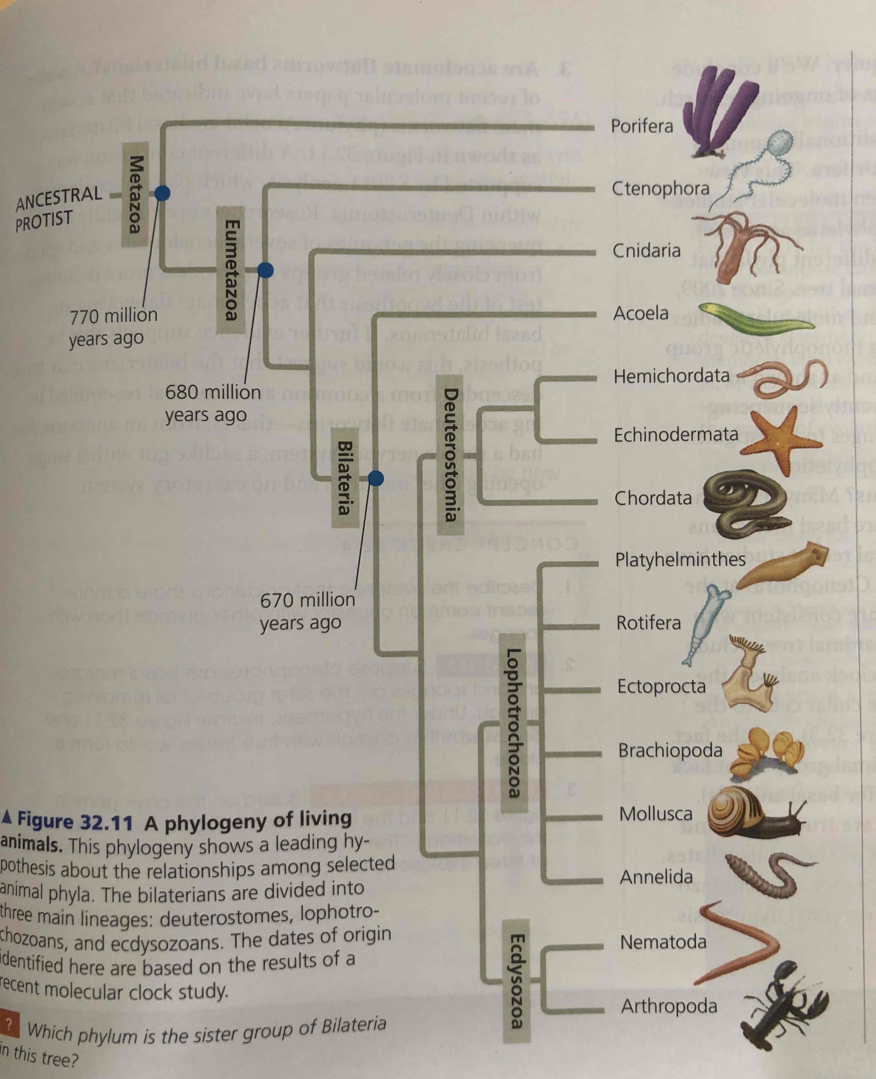 <p>Lophotrochozoa</p><p>Ecdysozoa</p><p>Deuterostomia</p>