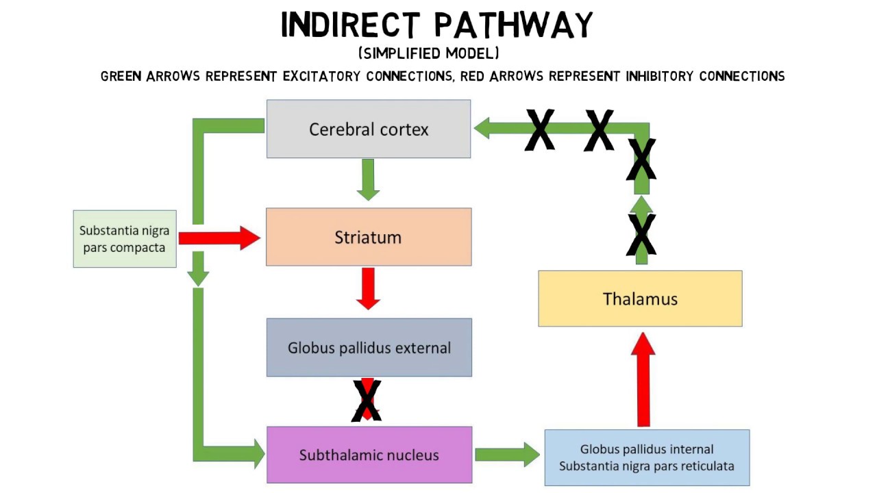 Thought to be involved with inhibition of movement. Connections within the basal nuclei from the striatum through the globus pallidus external segment and subthalamic nucleus to the globus pallidus internal segment/substantia nigra pars compacta that result in inhibition of the thalamus to decrease cortical control of movement