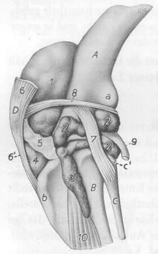 <p>Nomme les différents ligaments et bourses art. (Hd)</p>