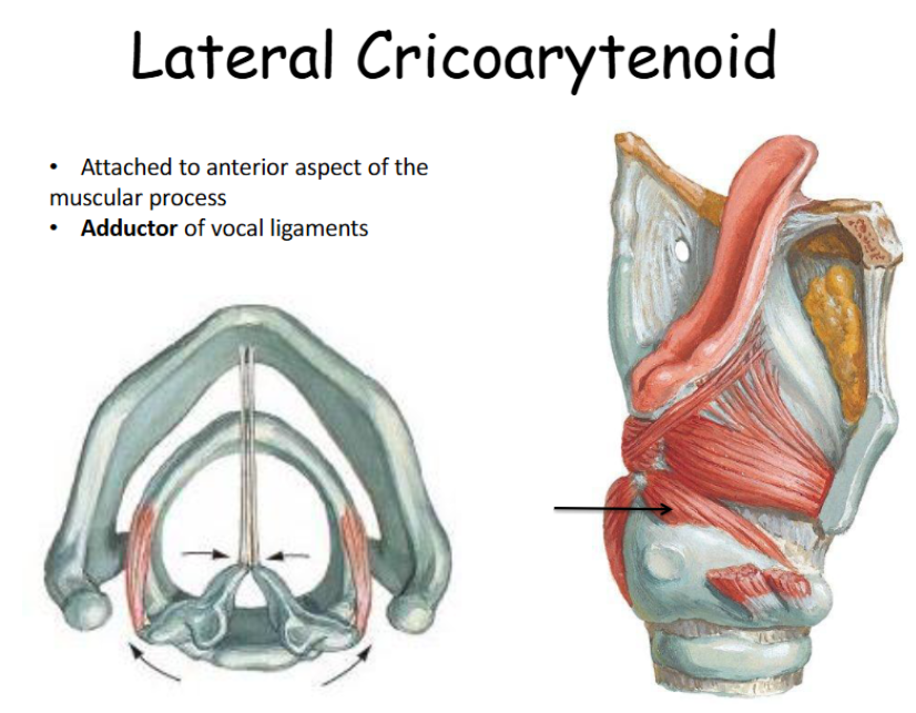 <p>Attached to anterior aspect of the muscular process; adductor of vocal ligaments. </p>