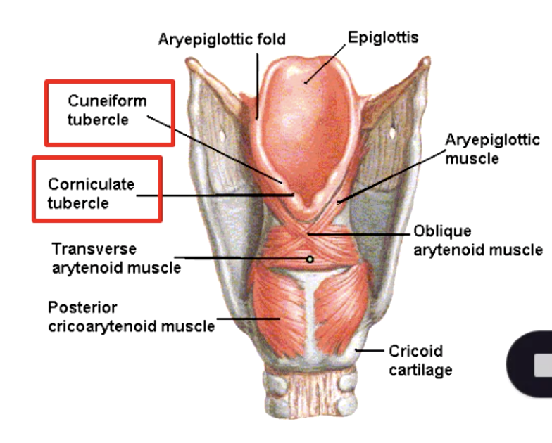 <p>cuneiform<strong> </strong>cartilage</p>