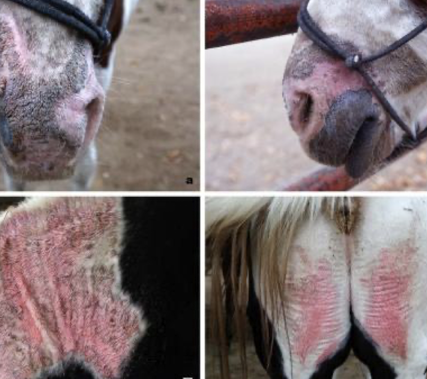 <p>Ingestion or contact with photodynamic agents (e.g., St. John’s wort, clovers, tetracyclines) in unpigmented skin. </p><p><strong>Signs:</strong> erythema, edema, erosions. </p><p><strong>Treatment:</strong> remove source and limit UV exposure</p>