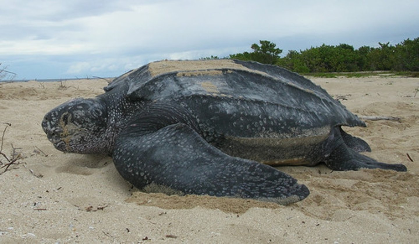 <p>leatherback sea turtles</p>