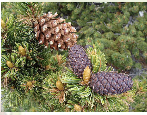 <ul><li><p><span style="background-color: transparent;"><span>Evergreen (M)</span></span></p></li><li><p><span style="background-color: transparent;"><span>Needle-like leaves</span></span></p></li><li><p><span style="background-color: transparent;"><span>Monoecious&nbsp;</span></span></p></li><li><p><span style="background-color: transparent;"><span>Many have whorled branches</span></span></p></li><li><p><span style="background-color: transparent;"><span>Resinous</span></span></p></li><li><p><span style="background-color: transparent;"><span>Large female cones (mostly woody)</span></span></p></li><li><p><span style="background-color: transparent;"><span>Small male cones</span></span></p></li><li><p><span style="background-color: transparent;"><span>Wind Pollination</span></span></p></li><li><p><span style="background-color: transparent;"><span>Pollen has extra extension “wings”</span></span></p></li></ul><p></p>