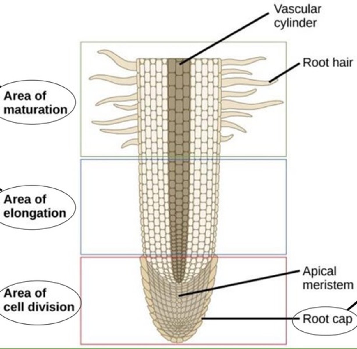 <p>- area of maturation</p><p>- area of elongation</p><p>- area of cell division</p><p>- root cap</p><p>- root hair</p><p>- apical meristem</p>