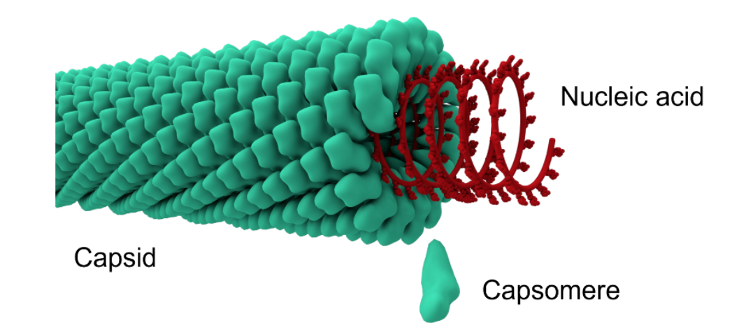 <p>Rod shaped capsomeres wrapped around the nucleic acid. It is called nucleocapsid </p>