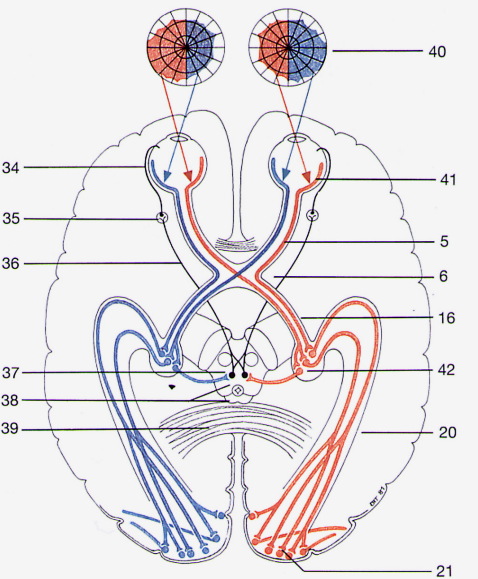 <p>The fibres from right and left optic nerves combine to form the Optic chiasm.</p><ul><li><p><span>Lies at the base of the brain, anterior to the pituitary</span></p></li><li><p><span>Fibres cross at Optic chiasm.</span></p></li><li><p><span>Right visual hemifield is “viewed” by the left hemisphere.</span></p></li><li><p><span>Left visual hemifield is “viewed” by the right hemisphere.</span></p><ul><li><p><span>Note: visual hemifield is not the same as that eye, it's the side of the eye</span></p></li></ul></li></ul><p></p>