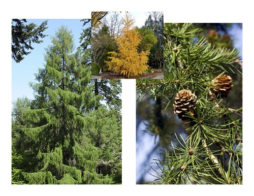 Blade: short needles in bundles, bright green
Reproductive: small cones, peel out like flower
Bark: Bark is smooth and red-brown on young trees