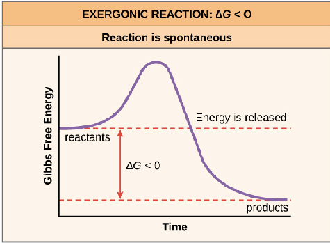<p>reacties die spontaan doorgaan doordat het substraat meer energie bezit dan het product (<span><span>∆G<0)</span></span></p>
