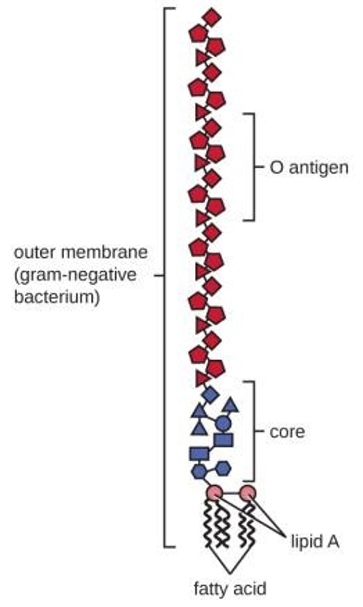 <p>LPS is an endotoxin that contributes to pathogenicity in infections.</p>