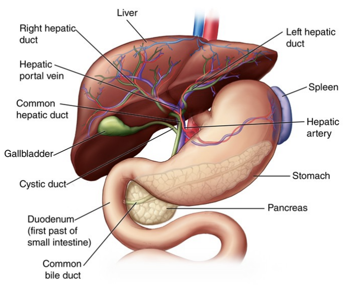 <p><strong>1. <mark data-color="purple" style="background-color: purple; color: inherit"><u>Metabolism of Carbohydrates / Proteins / Fats / Hormones / Drugs/toxins)</u></mark></strong></p><ul><li><p class="ds-markdown-paragraph"><strong>Carbohydrates</strong>: Glycogen storage, gluconeogenesis, glycogenolysis.</p></li><li><p class="ds-markdown-paragraph"><strong>Proteins</strong>: Deamination of amino acids, urea synthesis (detoxifies ammonia).</p></li><li><p class="ds-markdown-paragraph"><strong>Fats</strong>: Beta-oxidation, lipoprotein synthesis (VLDL, HDL), cholesterol metabolism.</p></li><li><p class="ds-markdown-paragraph"><strong>Hormones</strong>: Breaks down <strong>insulin, aldosterone, steroid hormones</strong>.</p></li><li><p class="ds-markdown-paragraph"><strong>Bilirubin</strong>: Conjugates indirect (unconjugated) bilirubin → direct (conjugated) for excretion.</p></li><li><p class="ds-markdown-paragraph"><strong>Drugs/toxins</strong>: Detoxifies via <strong>cytochrome P450 enzymes</strong> (Phase I/II reactions).</p></li></ul><p><strong>2. <mark data-color="purple" style="background-color: purple; color: inherit"><u>Synthesis of Proteins / Cholesterol for Bile / Vitamin D</u></mark></strong></p><ul><li><p class="ds-markdown-paragraph"><strong>Proteins</strong>: Albumin (maintains oncotic pressure), clotting factors (I [fibrinogen], II, V, VII, IX, X).</p></li><li><p class="ds-markdown-paragraph"><strong>Cholesterol</strong>: Precursor for bile acids/steroid hormones.</p></li><li><p class="ds-markdown-paragraph"><strong>25-OH Vitamin D</strong>: Converts vitamin D to its storage form.</p></li></ul><p><strong>3. <mark data-color="purple" style="background-color: purple; color: inherit"><u>Immunological</u></mark></strong></p><ul><li><p class="ds-markdown-paragraph"><strong>Kupffer cells</strong> (liver macrophages): Phagocytose bacteria, old RBCs, toxins from portal blood.</p></li></ul><p><strong>4. <mark data-color="purple" style="background-color: purple; color: inherit"><u>Storage</u></mark></strong></p><ul><li><p class="ds-markdown-paragraph"><strong>Vitamins</strong>: A, D, E, K (fat-soluble), B12, folic acid.</p></li><li><p class="ds-markdown-paragraph"><strong>Minerals</strong>: Iron (as ferritin), copper.</p></li><li><p class="ds-markdown-paragraph"><strong>Glycogen</strong>: Glucose reserve.</p></li></ul><p><strong>5. <mark data-color="purple" style="background-color: purple; color: inherit"><u>Homeostasis</u></mark></strong></p><ul><li><p class="ds-markdown-paragraph"><strong>Blood glucose</strong>: Balances glycogen storage/release.</p></li><li><p class="ds-markdown-paragraph"><strong>Blood volume</strong>: Albumin maintains osmotic pressure.</p></li></ul><p><strong>6. <mark data-color="purple" style="background-color: purple; color: inherit"><u>Bile Production &amp; Enterohepatic Circulation</u></mark></strong></p><ul><li><p class="ds-markdown-paragraph"><strong>Bile salts</strong>: Emulsify fats (essential for digestion).</p></li><li><p class="ds-markdown-paragraph"><strong>Recycles bile acids</strong> (95% reabsorbed in ileum).</p></li></ul><p><strong>7. <mark data-color="purple" style="background-color: purple; color: inherit"><u>Clearance</u></mark></strong></p><ul><li><p class="ds-markdown-paragraph"><strong>Bilirubin</strong>: Removes heme breakdown products.</p></li><li><p class="ds-markdown-paragraph"><strong>Drugs/toxins</strong>: Metabolizes and excretes toxins (e.g., alcohol, medications).</p></li></ul><p></p>