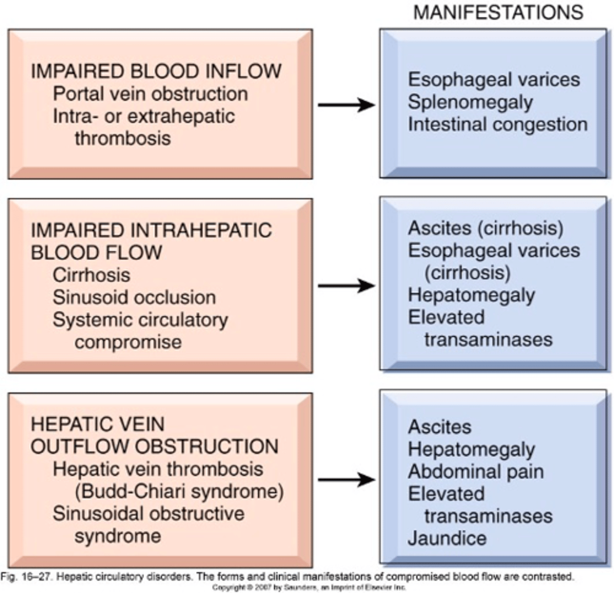<p>1. Hepatic artery damage (Ox): hypoxia, ischemia</p><p>2. Hepatic a. or Portal v. thrombosis/ obstruction</p><p>Effect:</p><p>- Esophageal varices</p><p>- Splenomegaly</p><p>- Intestinal congestion/ varicose</p><p>Bc blood is getting shunted back/ away from liver in portal v. obstruction</p><p>(note no hepatomegaly bc not reaching liver)</p>