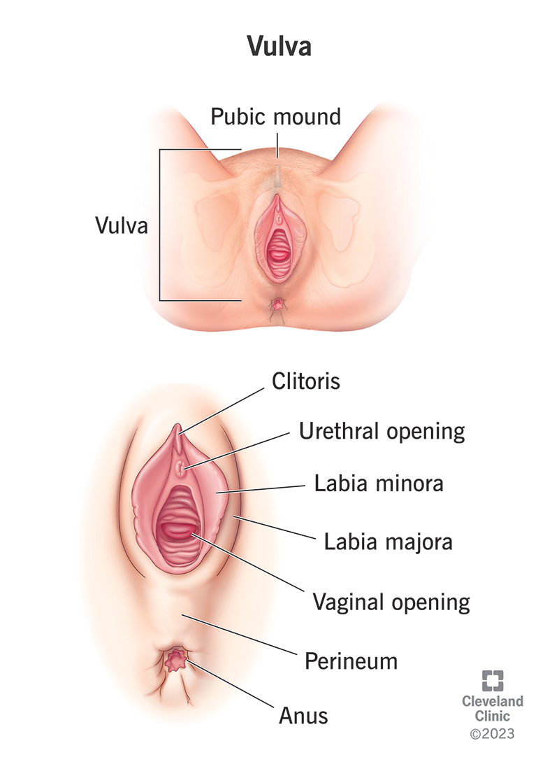 <p><strong>vulva </strong></p>