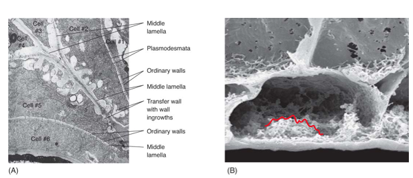 <p>mediate short-distance transport of material</p><ul><li><p>have many knobs/ridges on inner surface of cell wall</p></li><li><p>creates extensive plasma membrane with numerous molecular pumps</p></li><li><p>found in cotyledons, leaves reproductive structures, and glandular structures </p></li></ul><p></p>