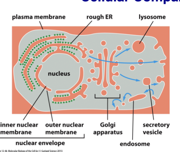 <p>moves material between the orange spaces (perinuclear space, ER, Golgi, endosomes &amp; lysosomes, extracellular space) including liquid and membrane</p><p>Fuse and bud from plasma membrane → constant back and forth. material in the ER can be moved to other compartments, eventually being secreted into the extracellular space</p>