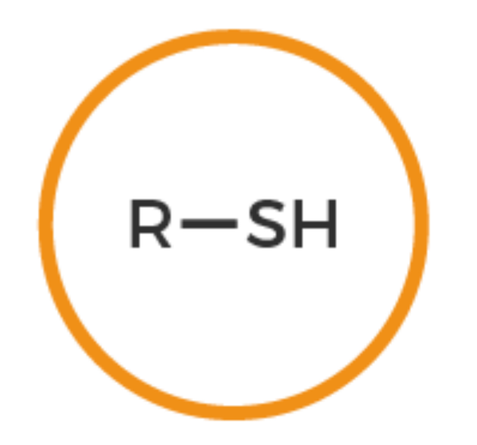 <p>SH group bonded to R group</p>