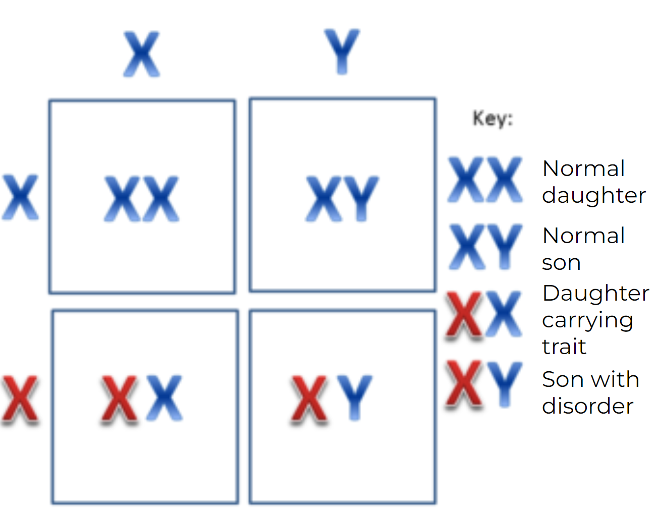 <p>two X-linked diseases that are more common in men than in women because of their pattern of inheritance, a mother who is heterozygous for one of these disorders: one of her X chromosomes has the allele and one does not</p>