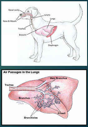 <p>Lower respiratory tract </p>