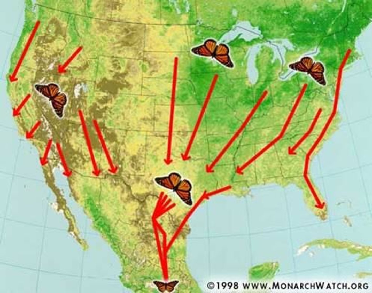 <p>A migration that takes more than one generation to complete, such as the migration of Monarch butterflies.</p>