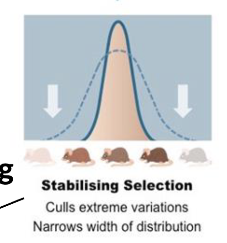 <p>Stabilizing/Normalizing Selection</p>