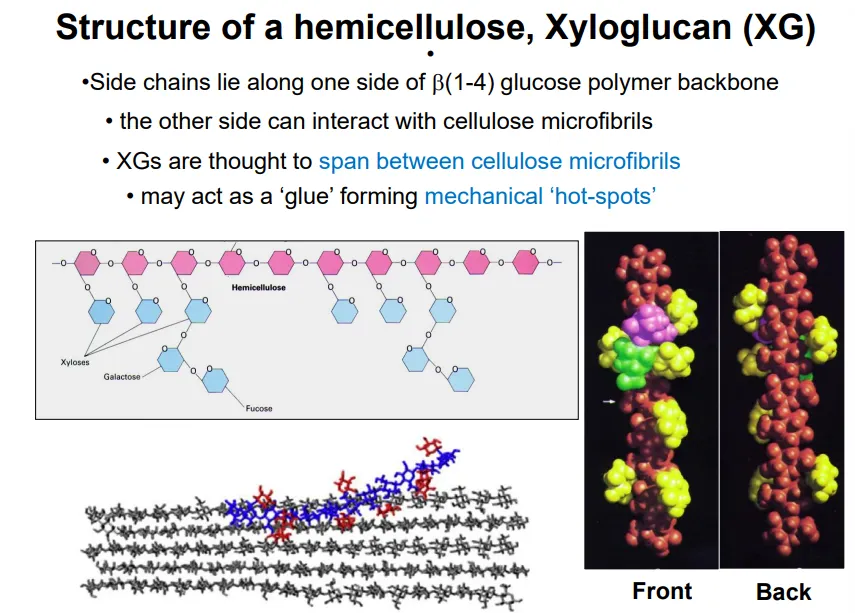 <ul><li><p>hemicellulose cross links the cellulose fibrils in the plant cell membrane</p></li><li><p>‘half’ cellulose because one side of the chain has many glucan side chains, while the other can interact with cellulose to form mechanical hot spots</p></li><li><p>eg. xyloglucan</p></li></ul><p></p>